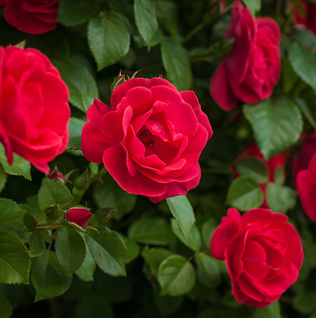 Brirish Roses Vibrant Hybrid-Tea Rose Bush