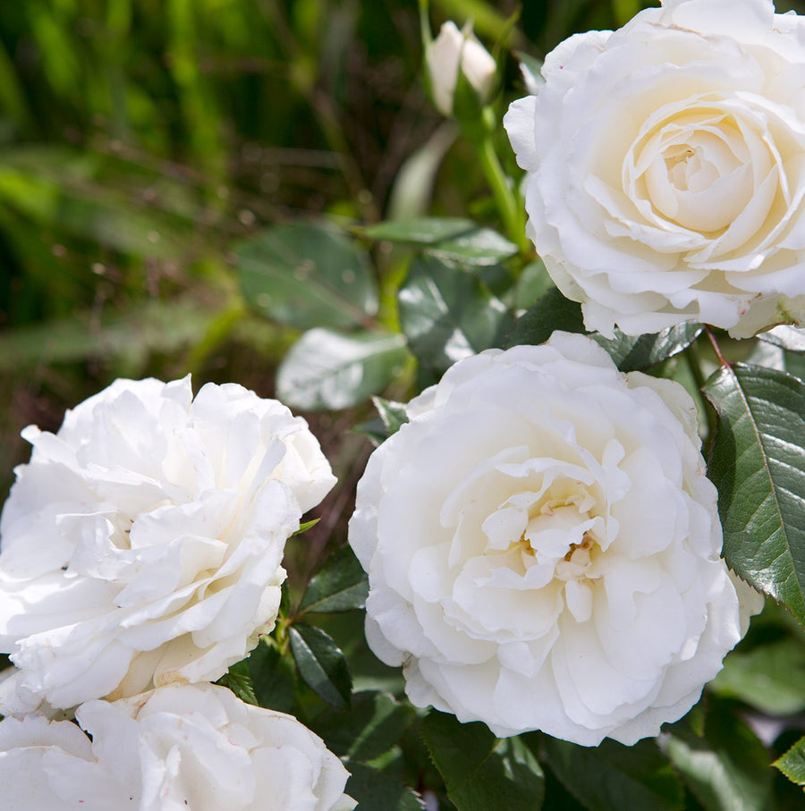 Vibrant Hybrid-Tea Rose Bush  4