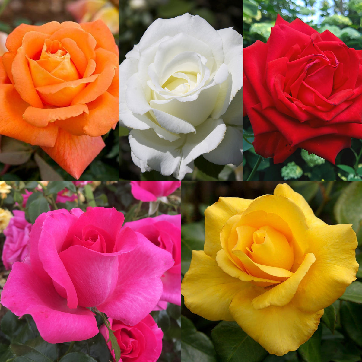 Brirish Roses Vibrant Hybrid-Tea Rose Bush