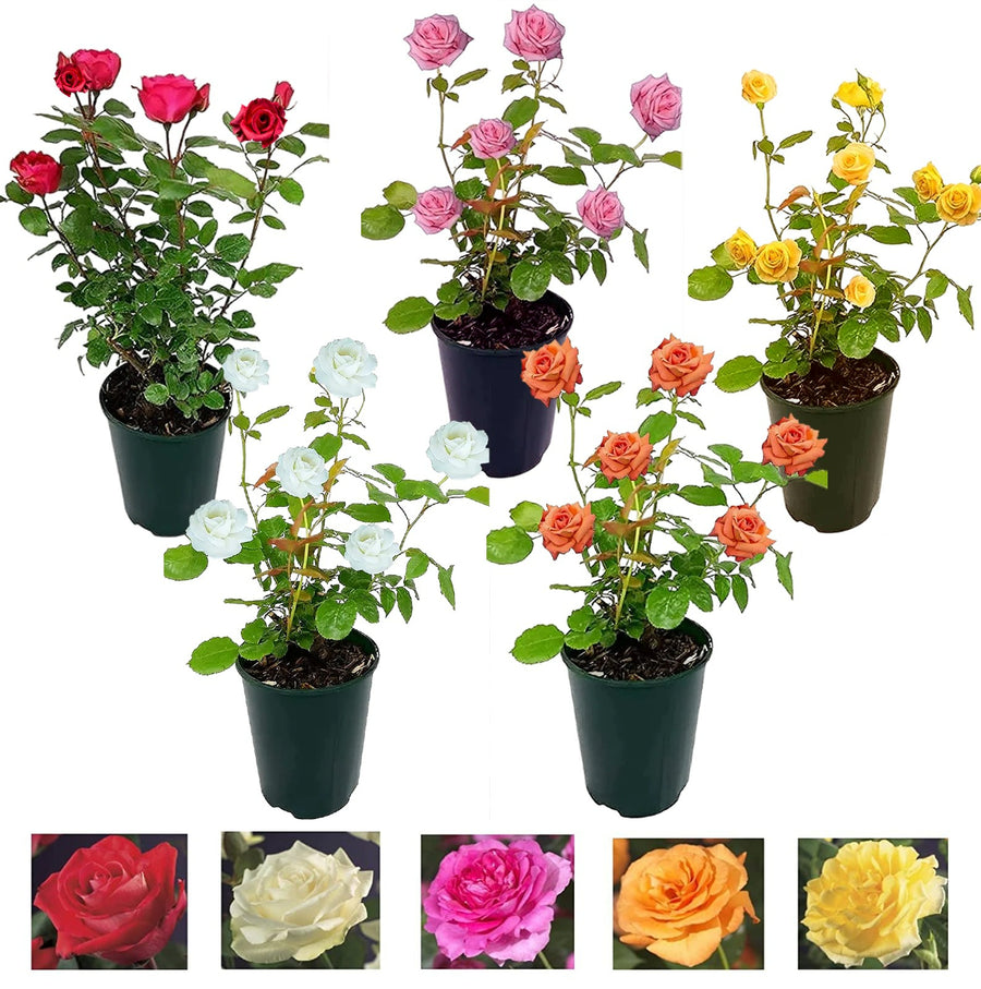 Vibrant Hybrid-Tea Rose Bush  3