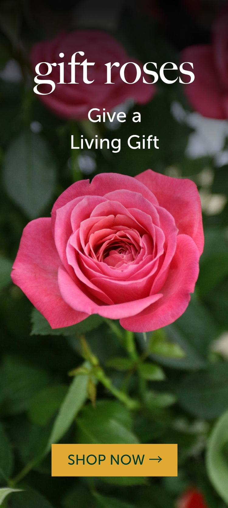 Buy Small & Miniature Rose Bushes
