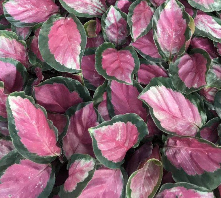 Small House Plant Mix rosy (2) 2