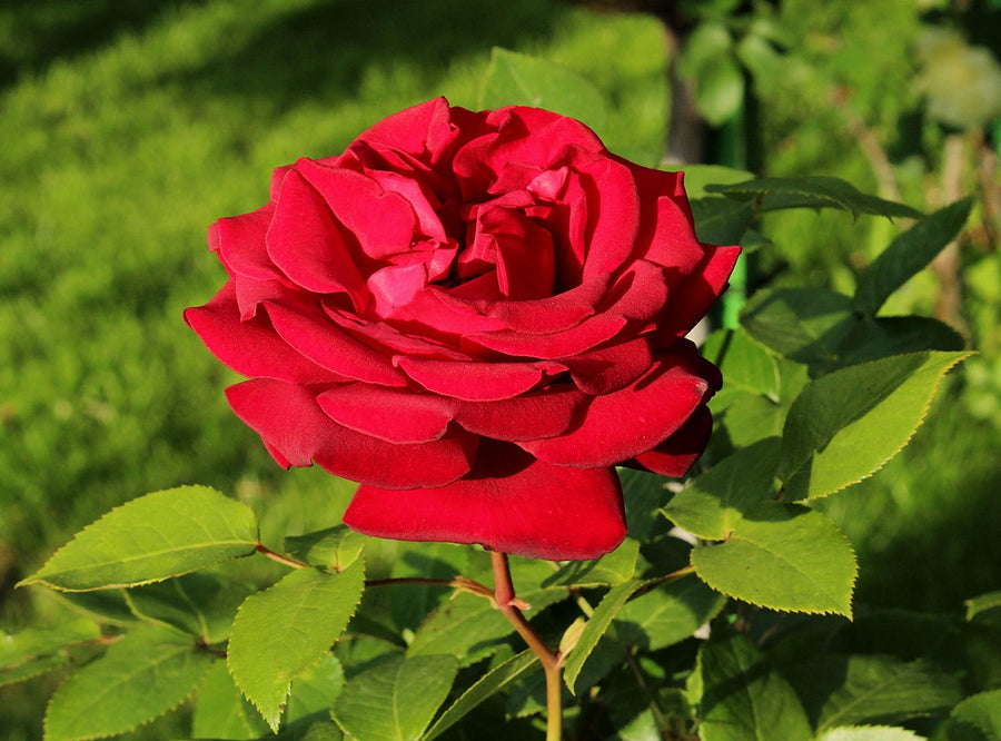 Red Rose Bush - Royal William royal_william_rose 1