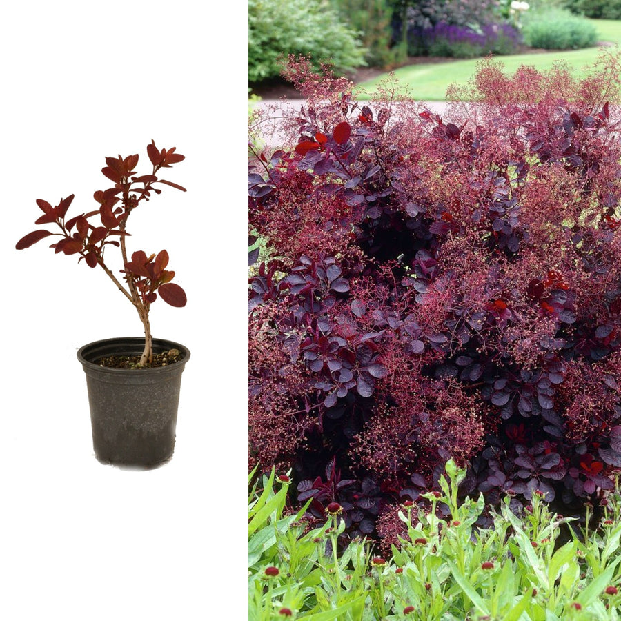 Cotinus Royal Purple Cotinus - 'Royal Purple' image1 2