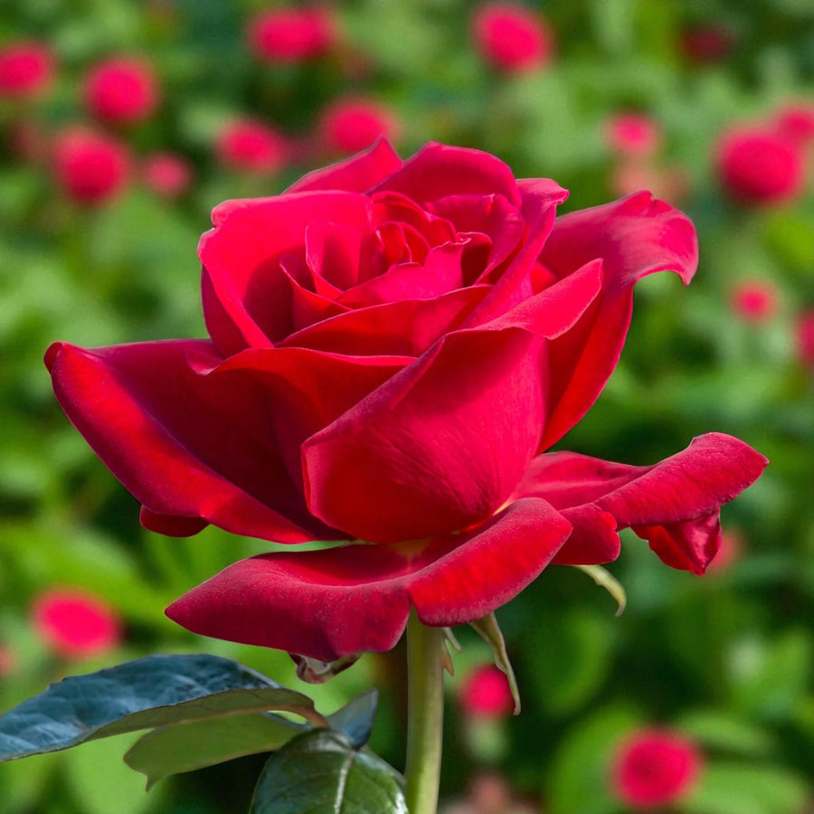 Royal William Bare Root Rose  1