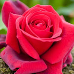 Royal William Bare Root Rose  2