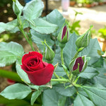 Royal William Bare Root Rose  4