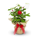 Camellia Ruby Wedding Gift Wrapped  1