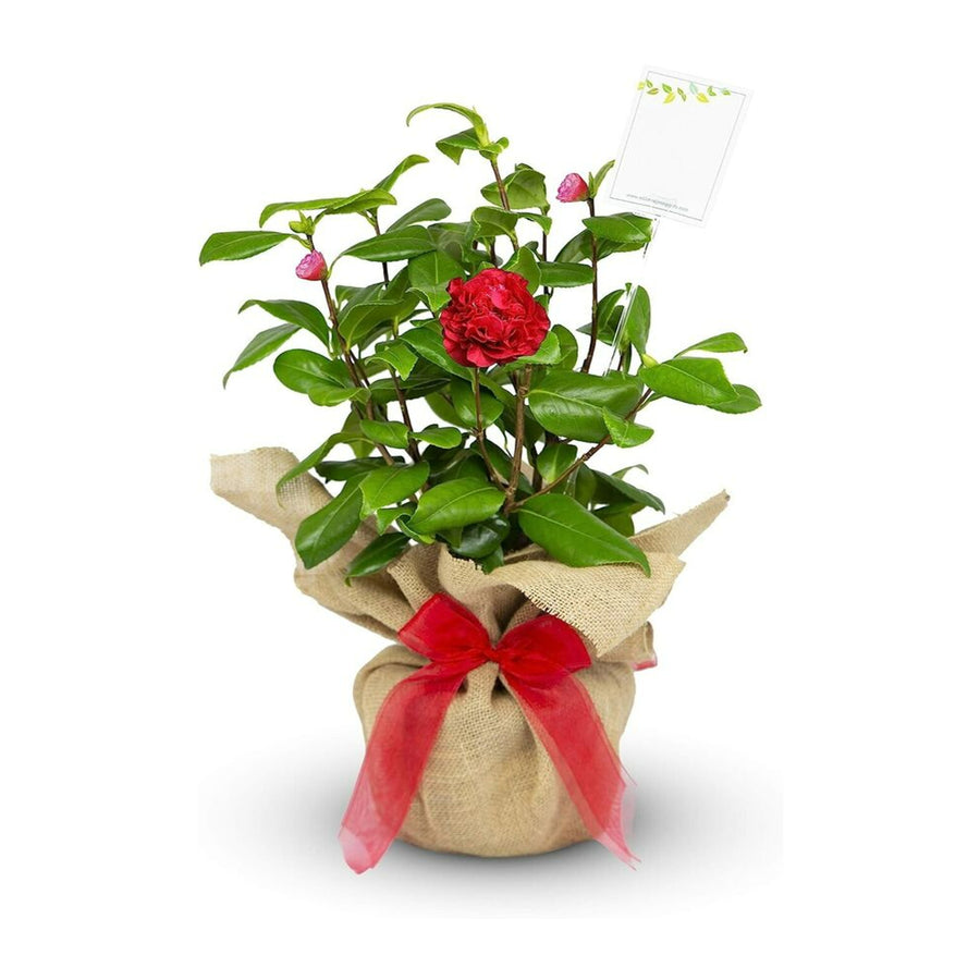 Camellia Ruby Wedding Gift Wrapped  1
