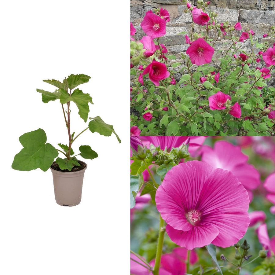 Lavatera Ruby Red - Tree Mallow Shrub Lavatera -  'Ruby Red' image1 2
