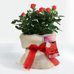 Ruby 40th Wedding Anniversary Rose Bush Gift Wrapped  1