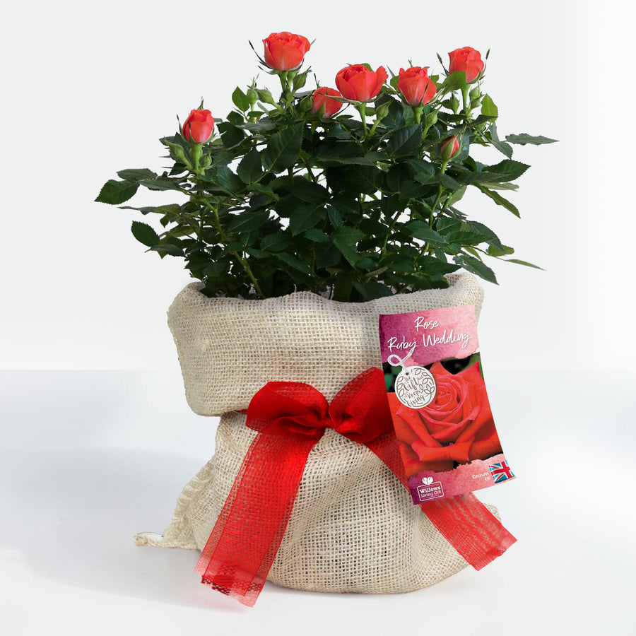 Ruby 40th Wedding Anniversary Rose Bush Gift Wrapped  1