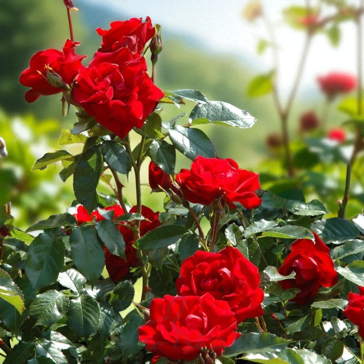 Happy Ruby Wedding Bare Root Rose  3