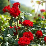 Happy Ruby Wedding Bare Root Rose  3