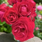 Happy Ruby Wedding Bare Root Rose  2