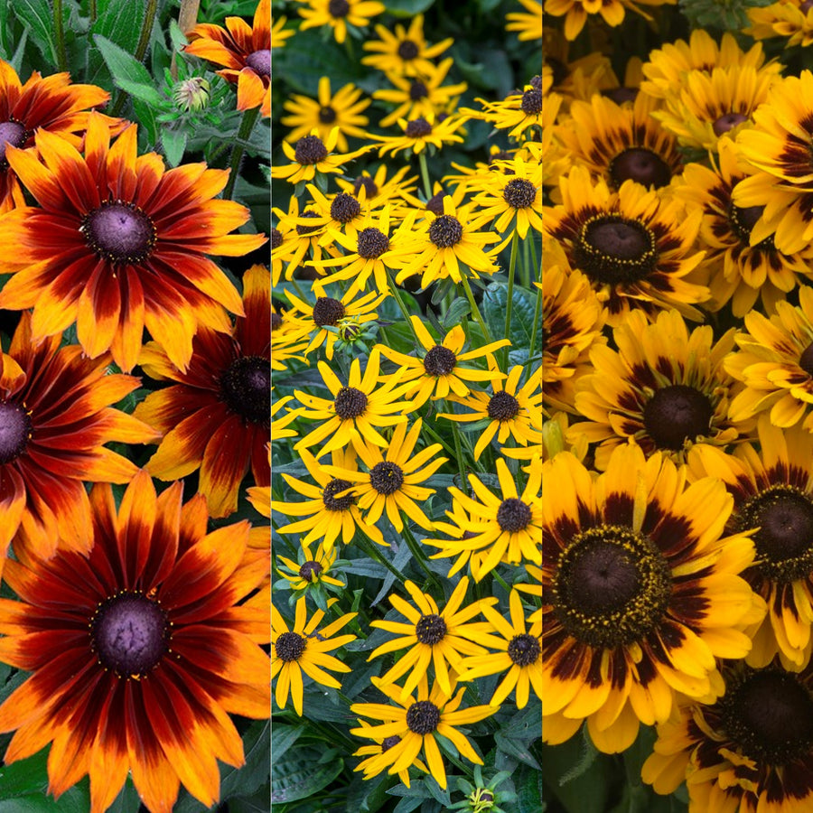 Rudbeckia 'Black-Eyed Susan' Plant Mix (2 Plants) Rudbeckia 'Black-Eyed Susan' Plant Mix (2 Plants) image1 1
