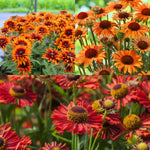 Rudbeckia, Echinacea & Helenium Bare Root Mix  1