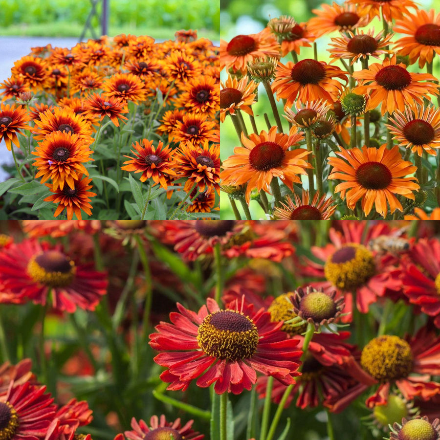 Rudbeckia, Echinacea & Helenium Bare Root Mix  1