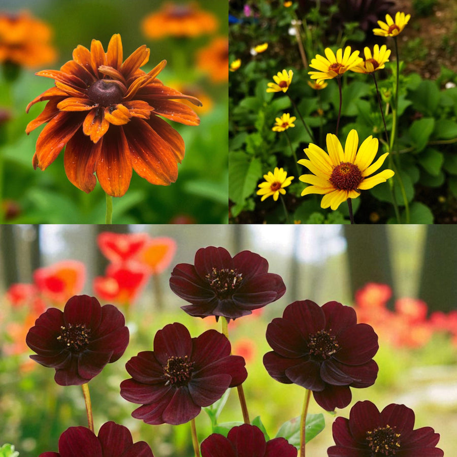 Rudbeckia, Heliopsis & Cosmos Bare Root Mix  1