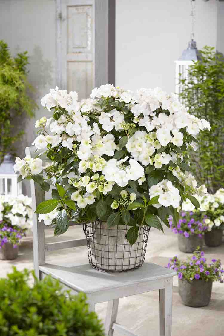 White Hydrangea Runaway Bride - Vertical Garland Hydrangea Hydrangea Runaway Bride 5