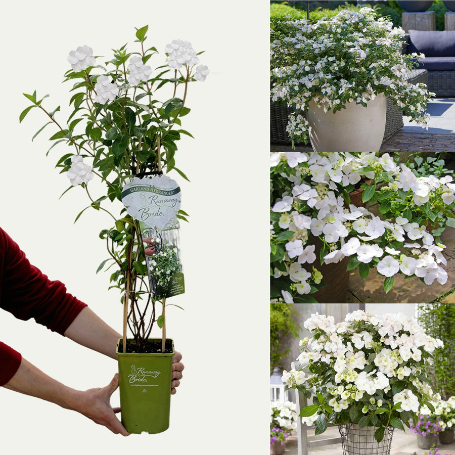 White Hydrangea Runaway Bride - Vertical Garland Hydrangea runawaybridehydrangea 2