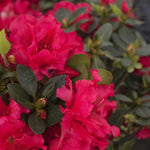 Red Ruffles Japanese Azalea Plant  4