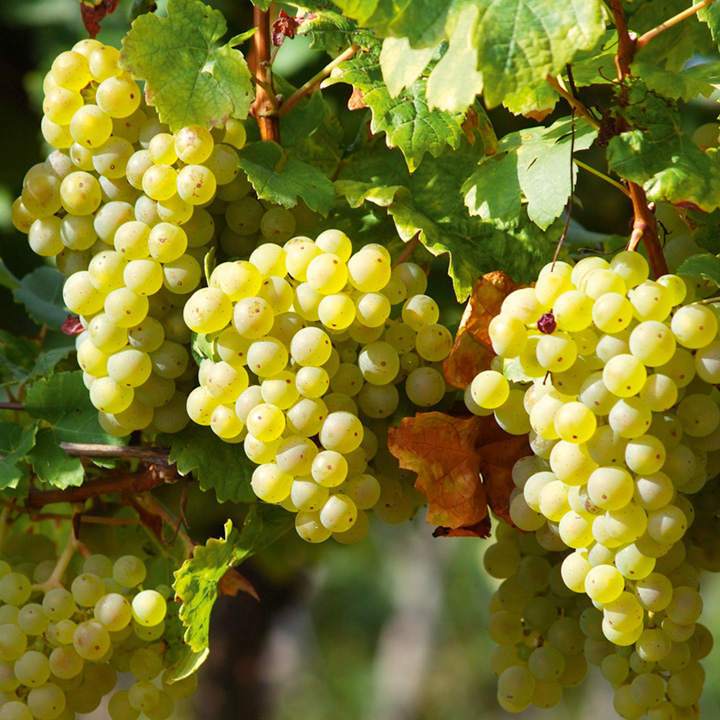 Grape Vine Plant - Müller-Thurgau  1