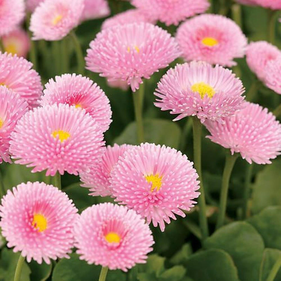 Bellis Perennis Strawberries & Cream Bellis Perennis Strawberries & Cream image2 2