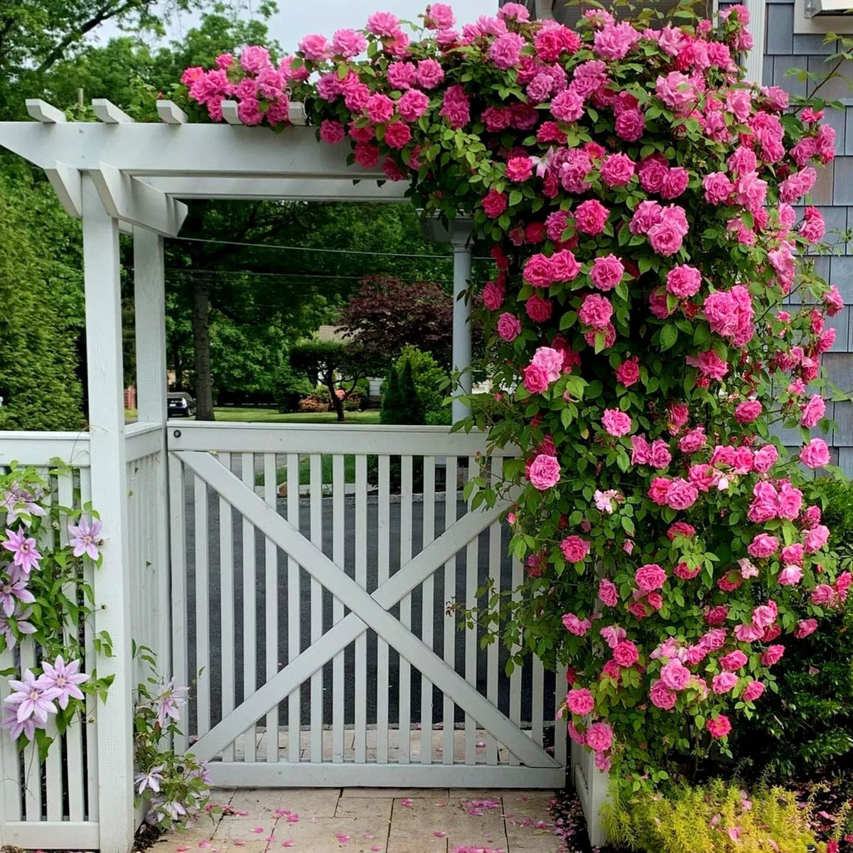 Climbing Rose Bush  7