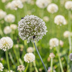 Allium 'Ping Pong' Spring Bulbs  1