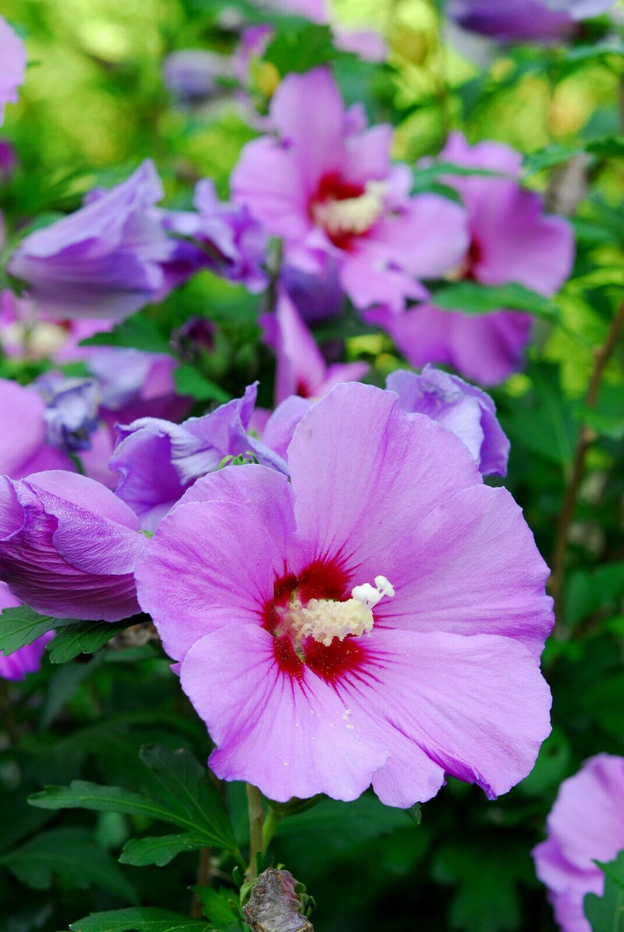 Hibiscus syriacus - Rose of Sharon - Lavender Hibiscus syriacus - Rose of Sharon - (Lavender) image2 2