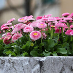 Bellis Perennis Strawberries & Cream Bellis Perennis Strawberries & Cream image1 1