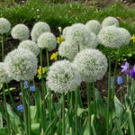 Allium 'Ping Pong' Spring Bulbs  5
