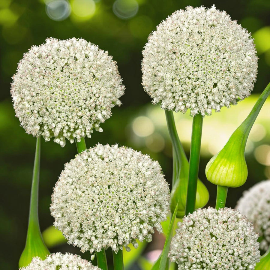 Allium 'Ping Pong' Spring Bulbs  4
