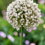 Allium 'Ping Pong' Spring Bulbs  2