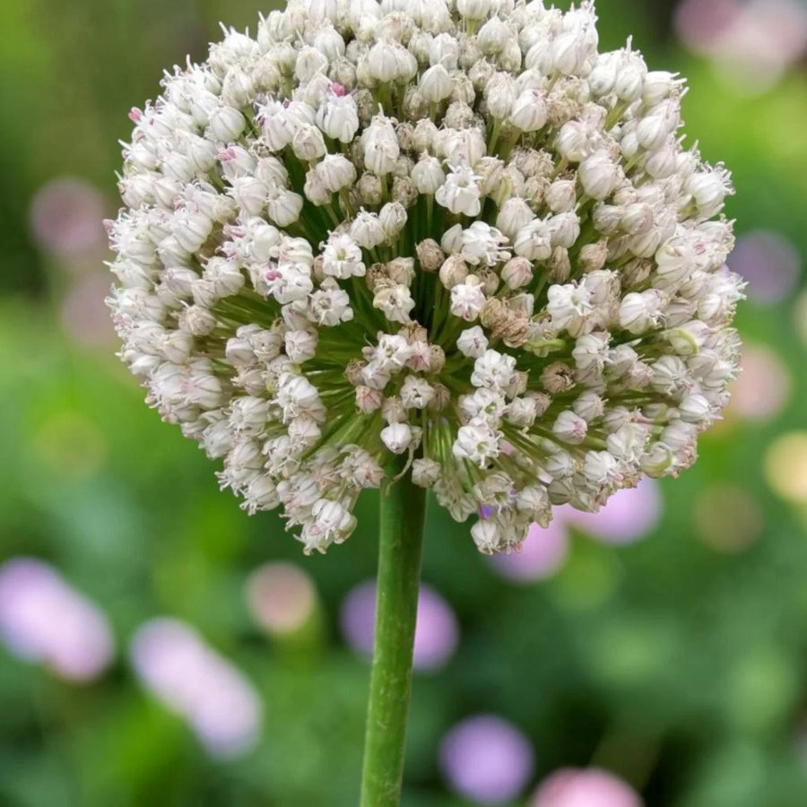 Allium 'Ping Pong' Spring Bulbs  2