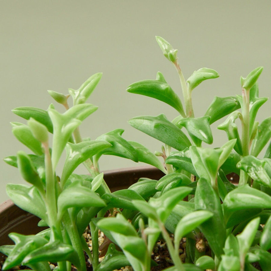 Senecio Peregrinus 'String of Dolphins' s-l1600 5