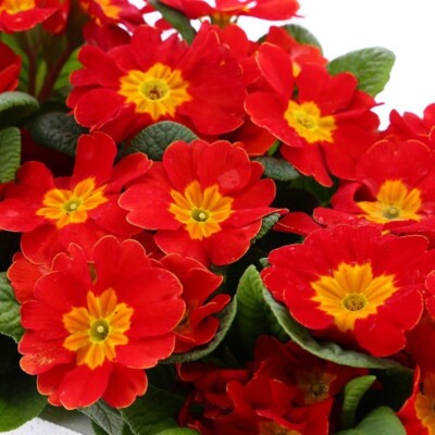 Primrose Bedding Plants  4