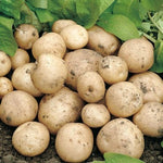 Seed Potatoes  11