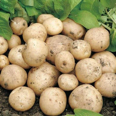 Seed Potatoes  11