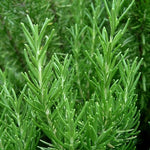 Rosemary Lollipop Tree  2
