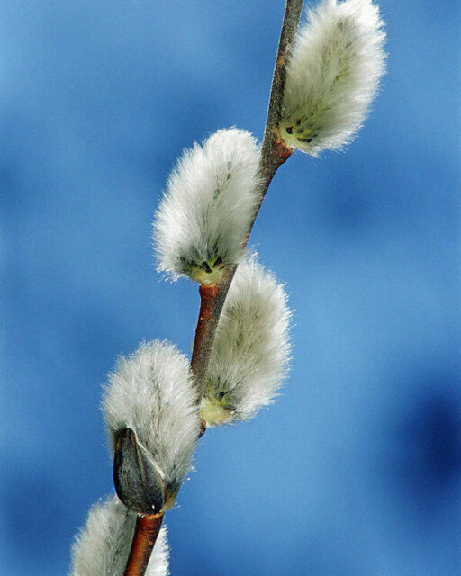Salix caprea 'Kilmarnock' Weeping Willow Salix caprea 'Kilmarnock' Weeping Willow image3 3