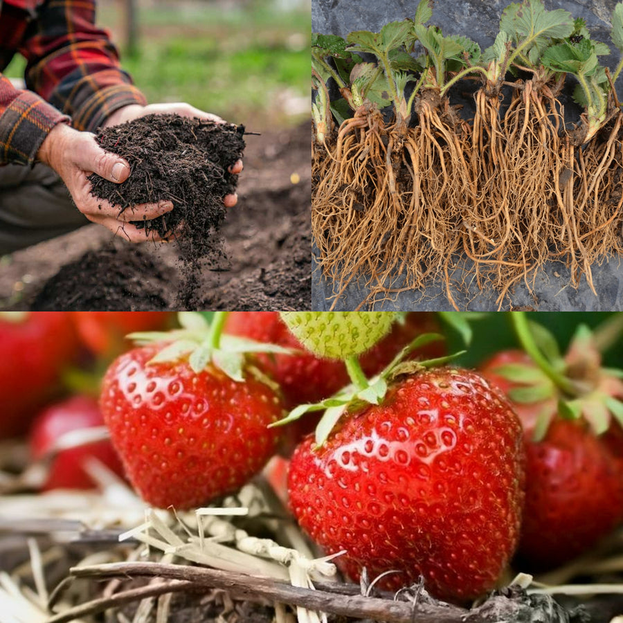 Strawberry Cambridge Favourite Bare Roots - With FREE Growing Mix s-l960 (5) 2