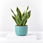 Sansevieria Futura Superba Plant  1