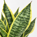 Sansevieria Futura Superba Plant  3
