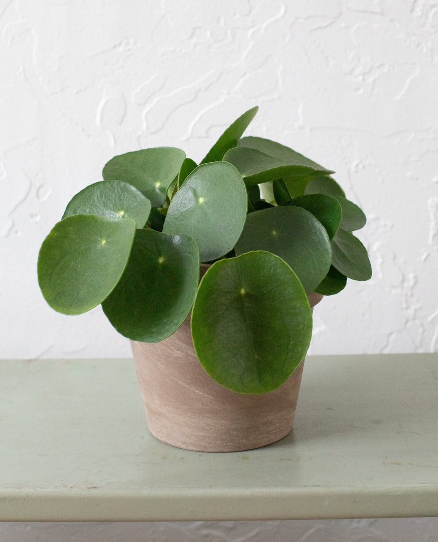 Pilea Peperomioides View More: http://photos.pass.us/root-31-1 4
