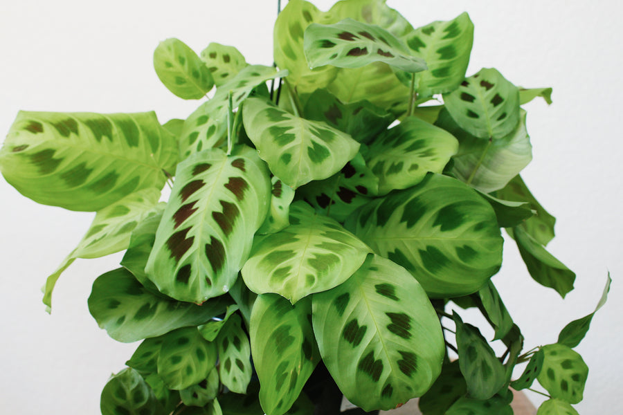 Maranta Leuconeura s957921778869967870_p169_i2_w2560 4