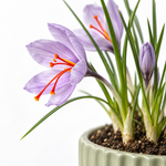 Saffron Crocus Sativus  2