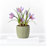 Saffron Crocus Sativus  1