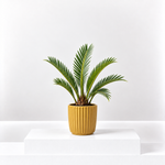 Sago Palm  1